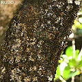 The another Ceriops australis (Smooth-fruited Yellow Mangrove). The truck of this species goes black when it ages. Holloways Beach is a good place to find old Ceriops trees.<br />Canon KDX (400D) + EFS60 F2.8